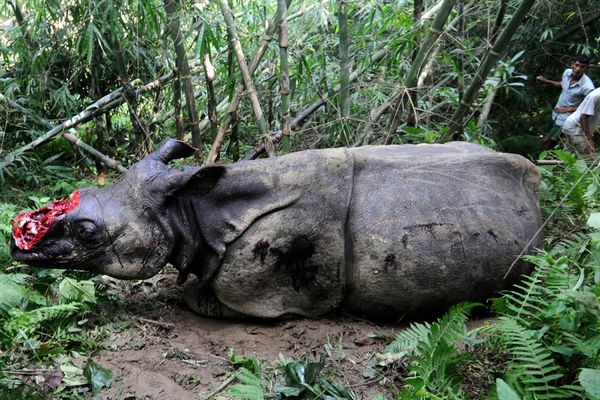 Indianrhinoceros