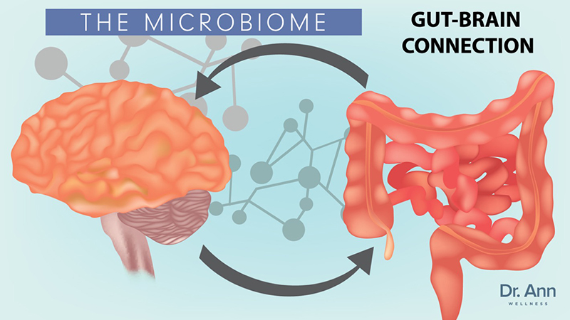 gutsbrain