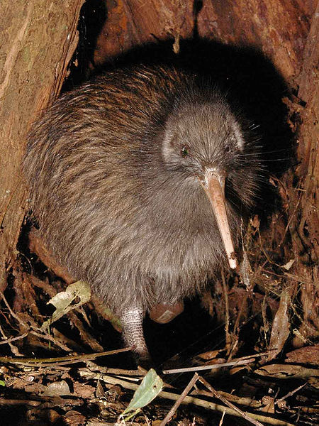 kiwi