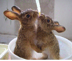 tworabbits