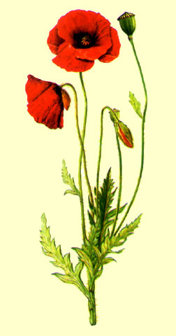 amapola